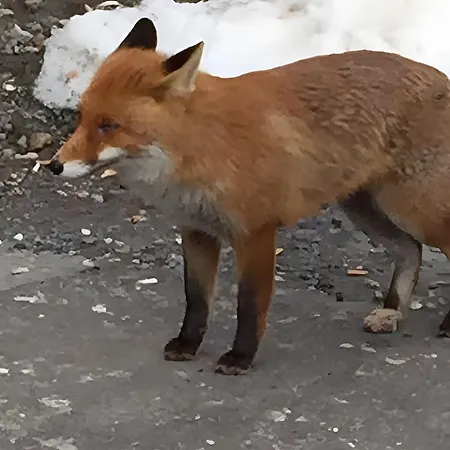 Bergblick Bad Harzburg